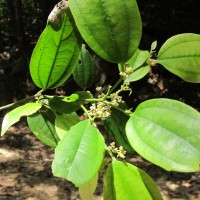 Celtis philippensis Blanco